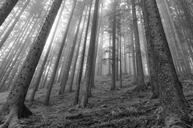 Szkammergut 'ta Gosau yakınlarındaki Avustralya Alplerinde yaz zamanı.