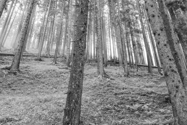Szkammergut 'ta Gosau yakınlarındaki Avustralya Alplerinde yaz zamanı.