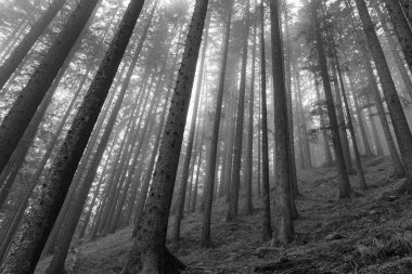 Szkammergut 'ta Gosau yakınlarındaki Avustralya Alplerinde yaz zamanı.