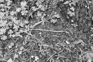 Szkammergut 'ta Gosau yakınlarındaki Avustralya Alplerinde yaz zamanı.