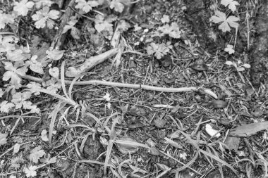 Szkammergut 'ta Gosau yakınlarındaki Avustralya Alplerinde yaz zamanı.