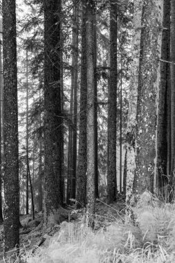 Gosau yakınlarındaki Avustralya Alplerinde yaz mevsimi