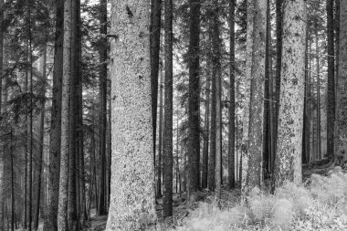 Gosau yakınlarındaki Avustralya Alplerinde yaz mevsimi