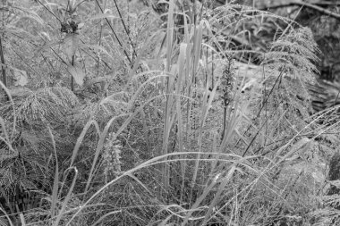 Gosau yakınlarındaki Avustralya Alplerinde yaz mevsimi