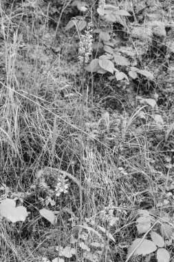 Gosau yakınlarındaki Avustralya Alplerinde yaz mevsimi