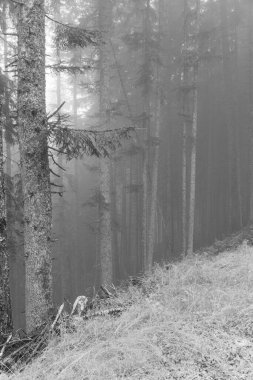 Gosau yakınlarındaki Avustralya Alplerinde yaz mevsimi