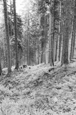 Gosau yakınlarındaki Avustralya Alplerinde yaz mevsimi