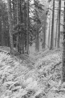 Gosau yakınlarındaki Avustralya Alplerinde yaz mevsimi