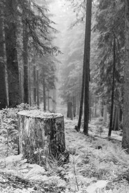 Gosau yakınlarındaki Avustralya Alplerinde yaz mevsimi