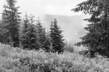 Gosau yakınlarındaki Avustralya Alplerinde yaz mevsimi