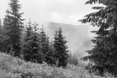 Gosau yakınlarındaki Avustralya Alplerinde yaz mevsimi