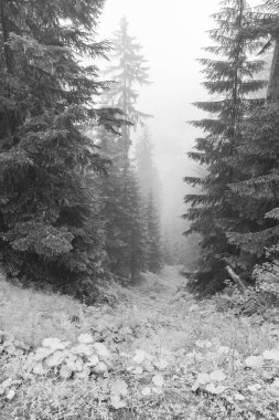 Gosau yakınlarındaki Avustralya Alplerinde yaz mevsimi