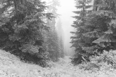 Gosau yakınlarındaki Avustralya Alplerinde yaz mevsimi