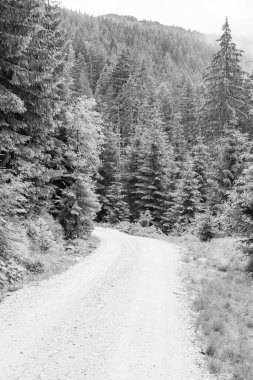 Gosau yakınlarındaki Avustralya Alplerinde yaz mevsimi