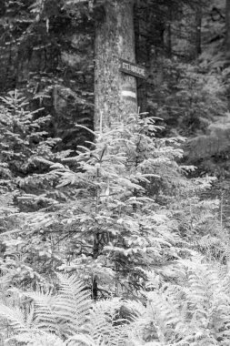 Gosau yakınlarındaki Avustralya Alplerinde yaz mevsimi