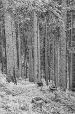 Gosau yakınlarındaki Avustralya Alplerinde yaz mevsimi