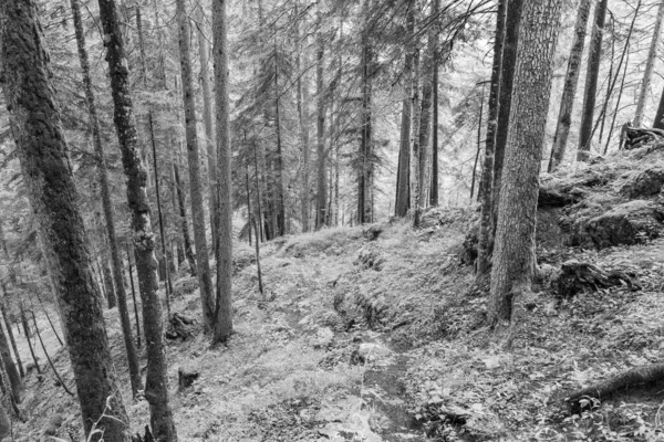 Nyáron Ausztriai Alpokban Gosau Közelében Salzkammergut — Stock Fotó