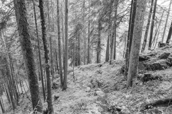 Nyáron Ausztriai Alpokban Gosau Közelében Salzkammergut — Stock Fotó