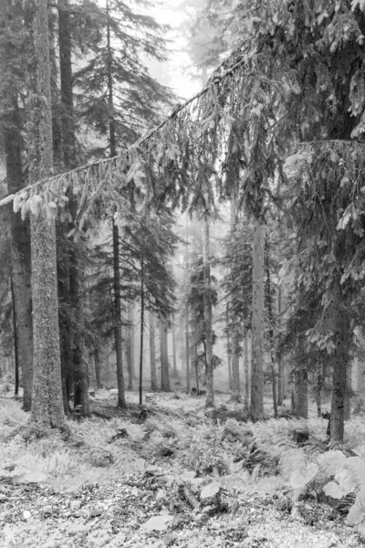 Ora Esatta Nelle Alpi Austriache Vicino Gosau — Foto Stock