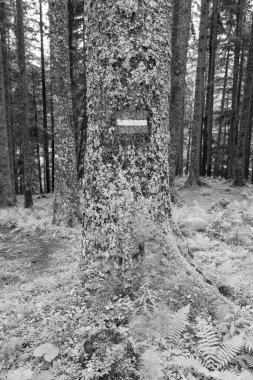 Gosau yakınlarındaki Avustralya Alplerinde yaz mevsimi