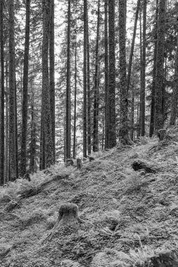 Gosau yakınlarındaki Avustralya Alplerinde yaz mevsimi