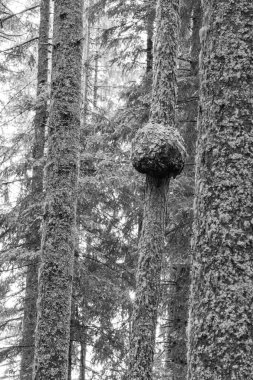 Gosau yakınlarındaki Avustralya Alplerinde yaz mevsimi