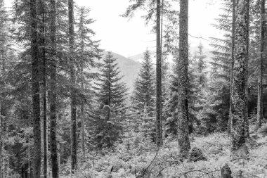 Gosau yakınlarındaki Avustralya Alplerinde yaz mevsimi