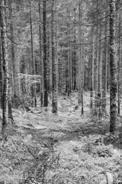 Gosau yakınlarındaki Avustralya Alplerinde yaz mevsimi