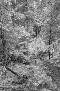 Gosau yakınlarındaki Avustralya Alplerinde yaz mevsimi