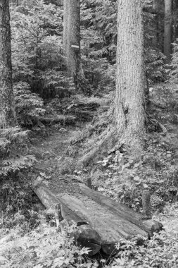 Gosau yakınlarındaki Avustralya Alplerinde yaz mevsimi