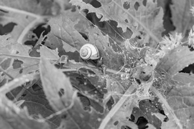 Gosau yakınlarındaki Avustralya Alplerinde yaz mevsimi