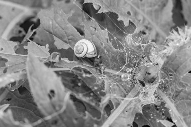 Gosau yakınlarındaki Avustralya Alplerinde yaz mevsimi