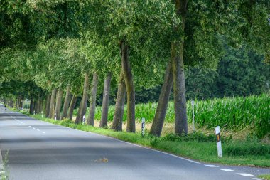 Alman Muensterland 'inde yaz mevsimi