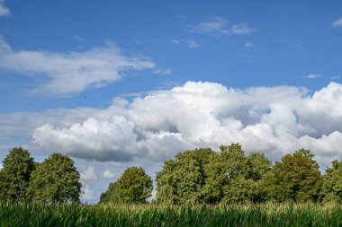 Alman Muensterland 'inde yaz mevsimi