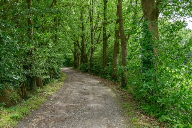 Alman Muensterland 'inde yaz mevsimi