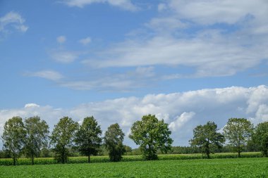 Alman Muensterland 'inde yaz mevsimi