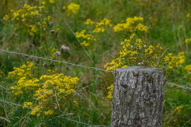 Alman Muensterland 'inde yaz mevsimi