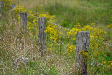 Alman Muensterland 'inde yaz mevsimi