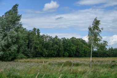 Alman Muensterland 'inde yaz mevsimi