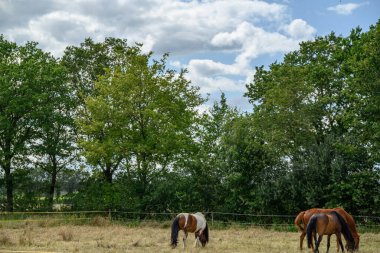 Alman Muensterland 'inde yaz mevsimi