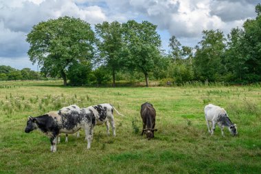 Alman Muensterland 'inde yaz mevsimi