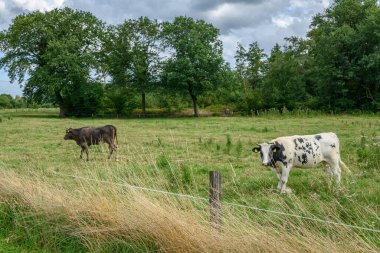 Alman Muensterland 'inde yaz mevsimi