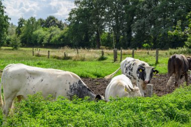Alman Muensterland 'inde yaz mevsimi