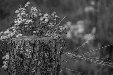 Alman Muensterland 'inde yaz mevsimi
