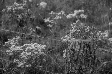 Alman Muensterland 'inde yaz mevsimi