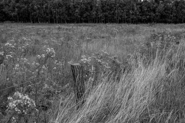 Alman Muensterland 'inde yaz mevsimi