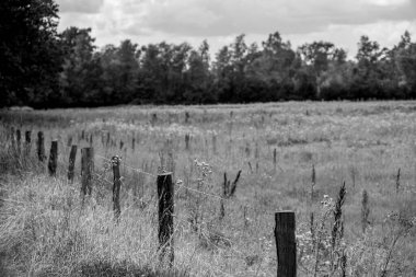 Alman Muensterland 'inde yaz mevsimi