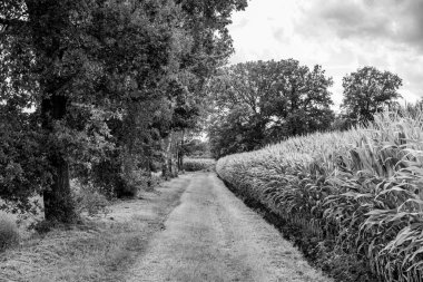 Alman Muensterland 'inde yaz mevsimi