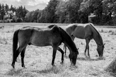 Alman Muensterland 'inde yaz mevsimi