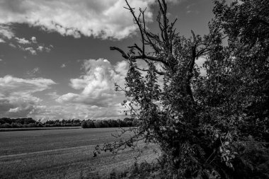 Alman Muensterland 'inde yaz mevsimi